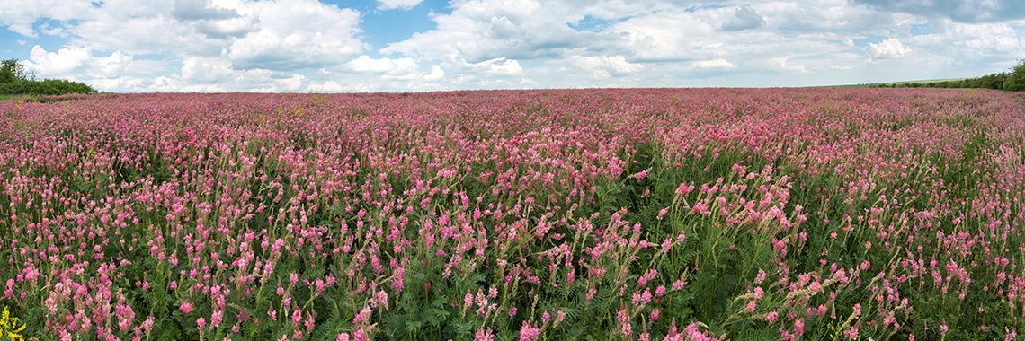 Sainfoin